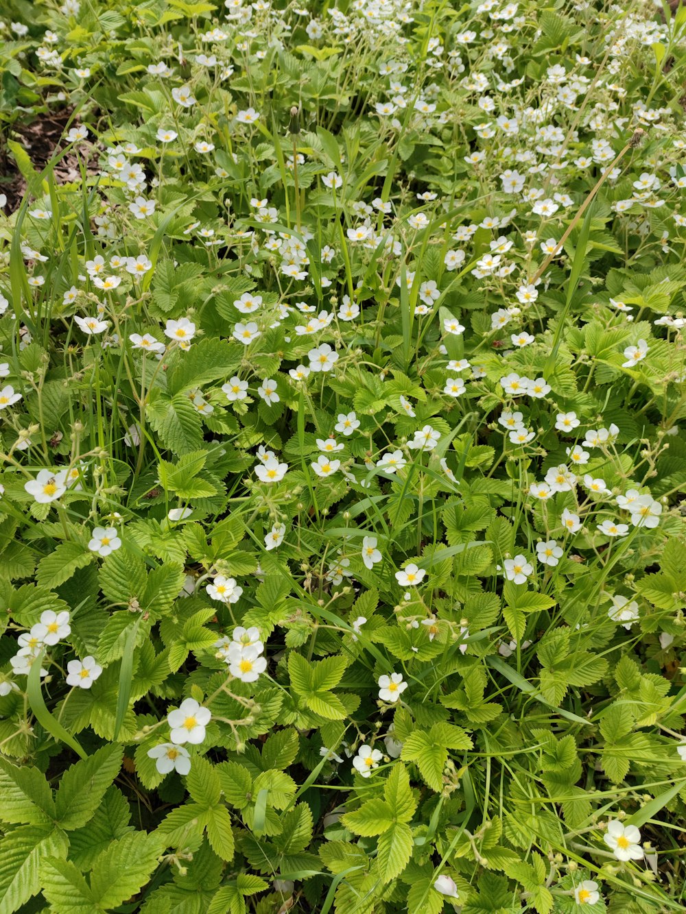 a bunch of flowers that are in the grass