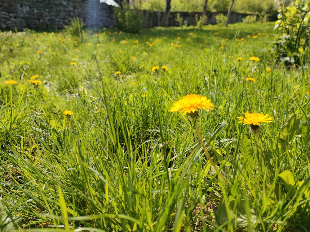 a field full of green grass and yellow flowers