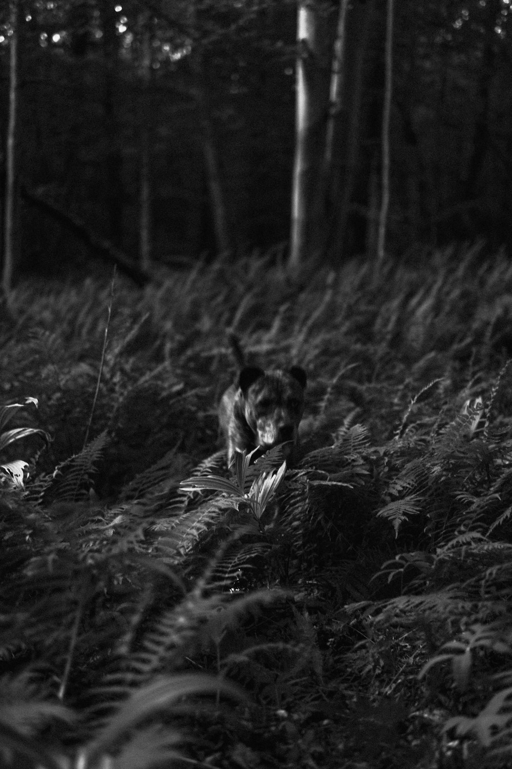 Una foto en blanco y negro de un perro en el bosque