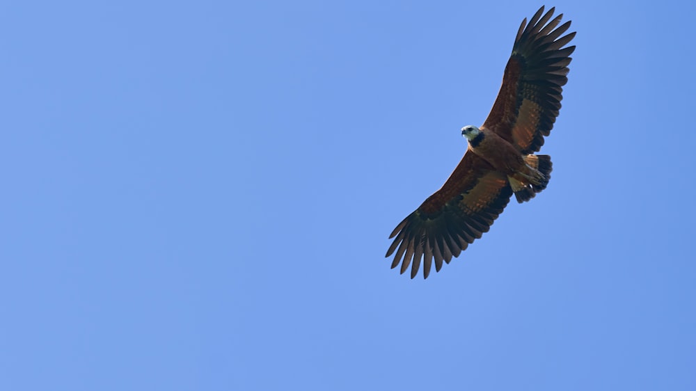 a large bird flying through a blue sky