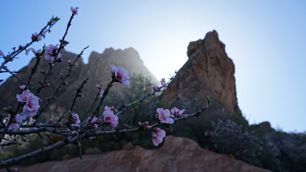 a tree with pink flowers in front of a mountain