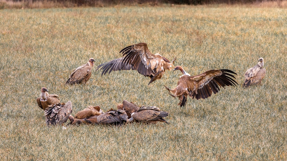 a flock of birds standing on top of a grass covered field