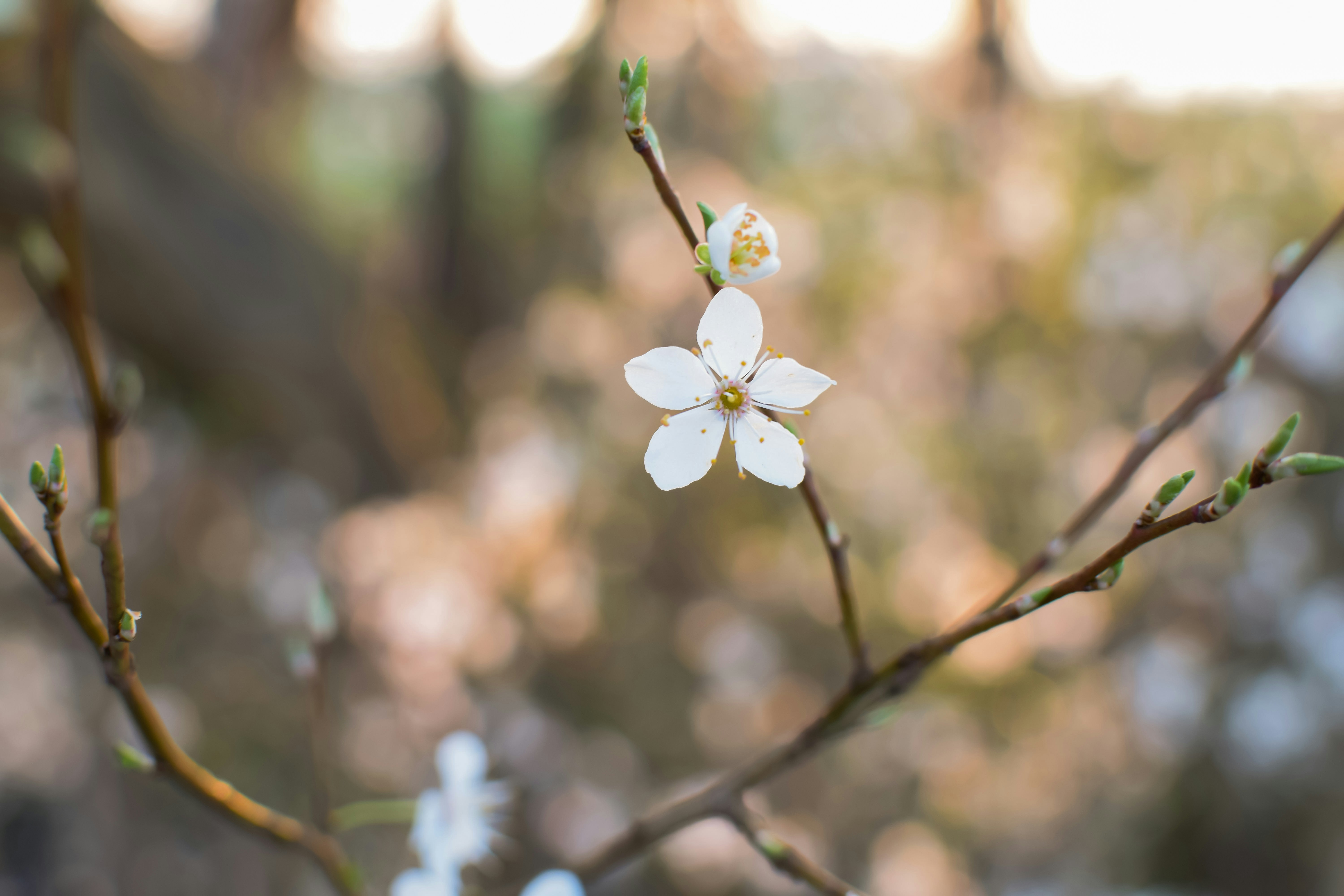 Photo by sumeyyebozkus