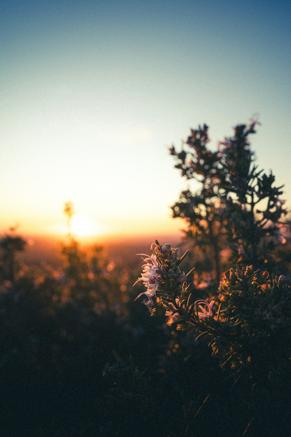 the sun is setting over a field of flowers