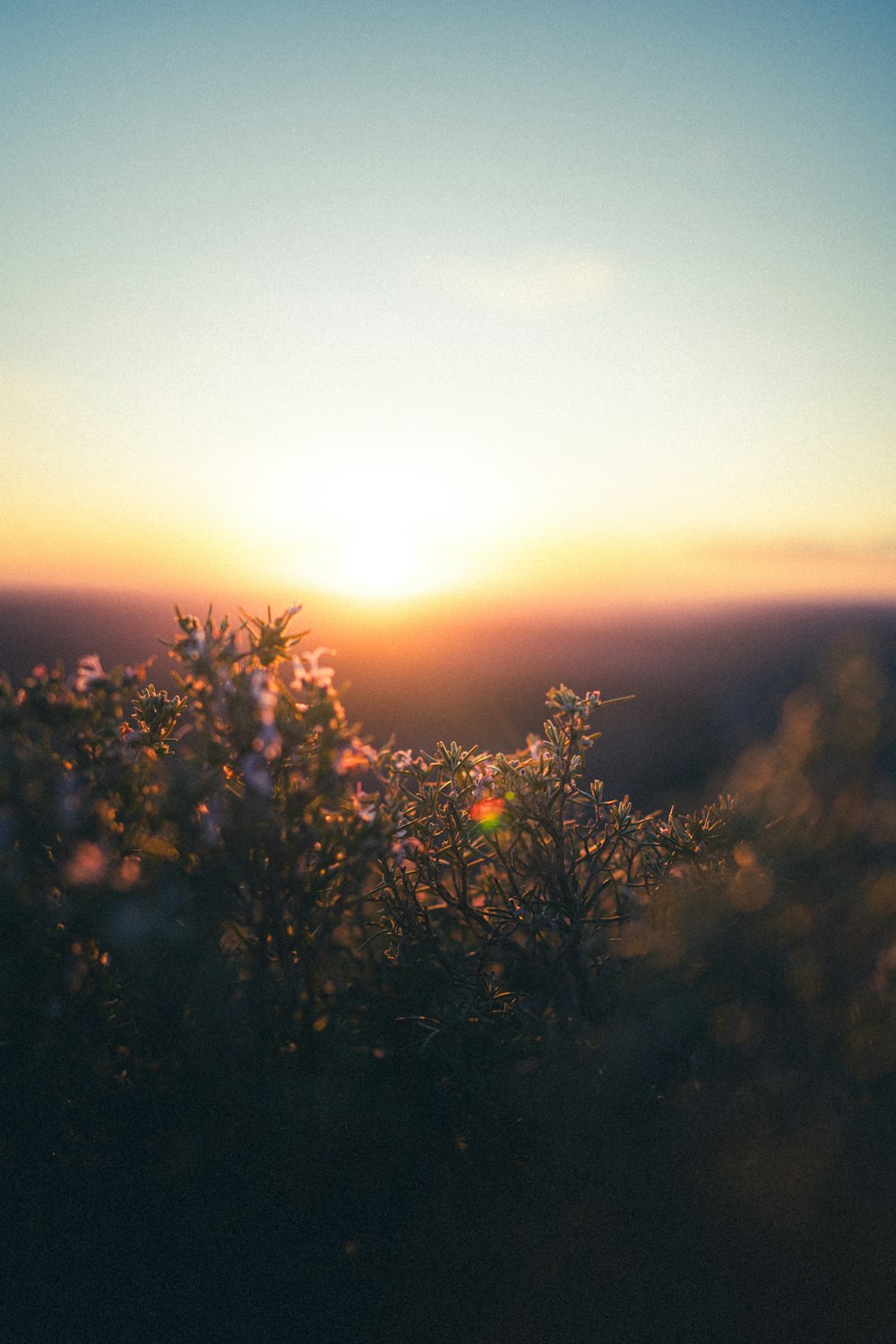 the sun is setting over a field of flowers