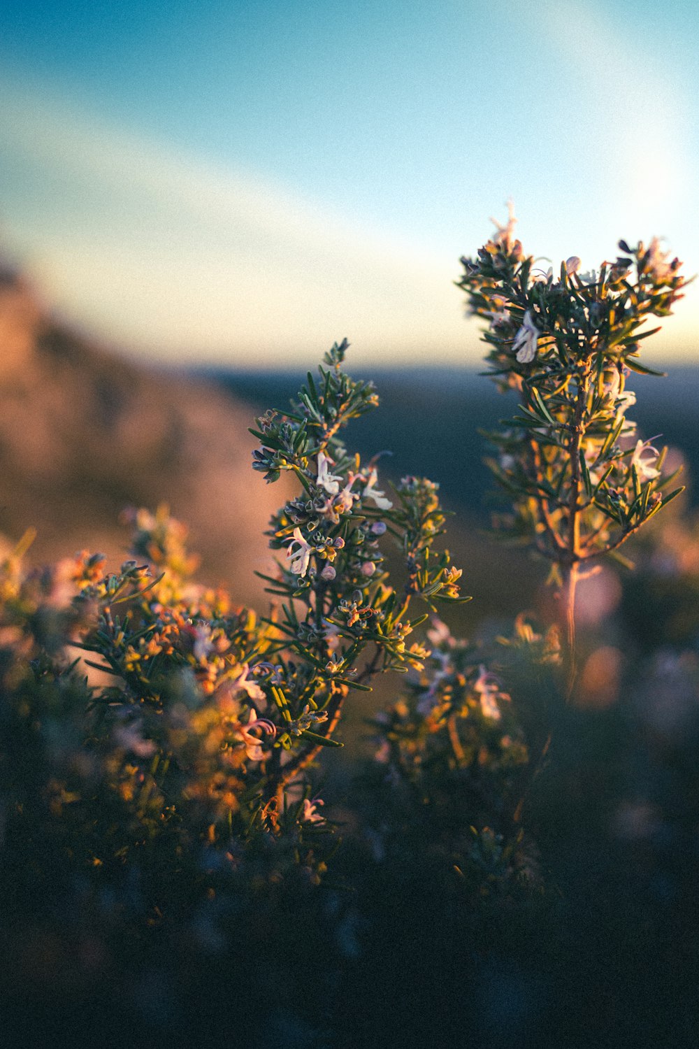 a close up of a plant with a sky in the background