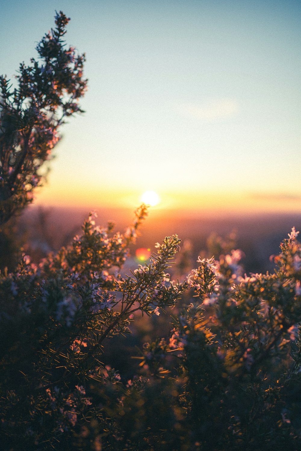 the sun is setting over a field of flowers