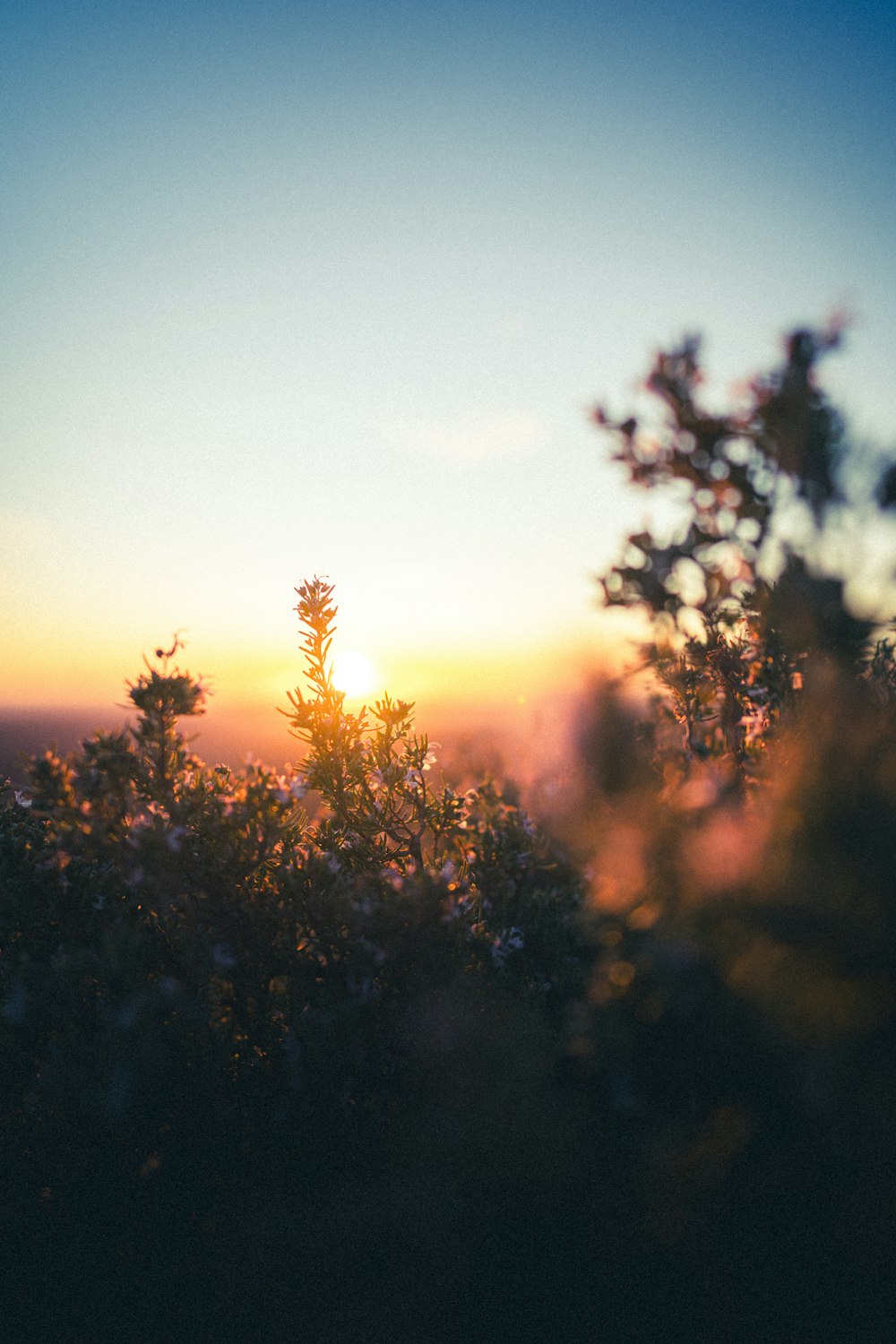 the sun is setting over a field of flowers