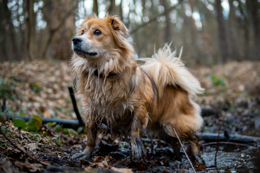 a wet dog standing in a wooded area