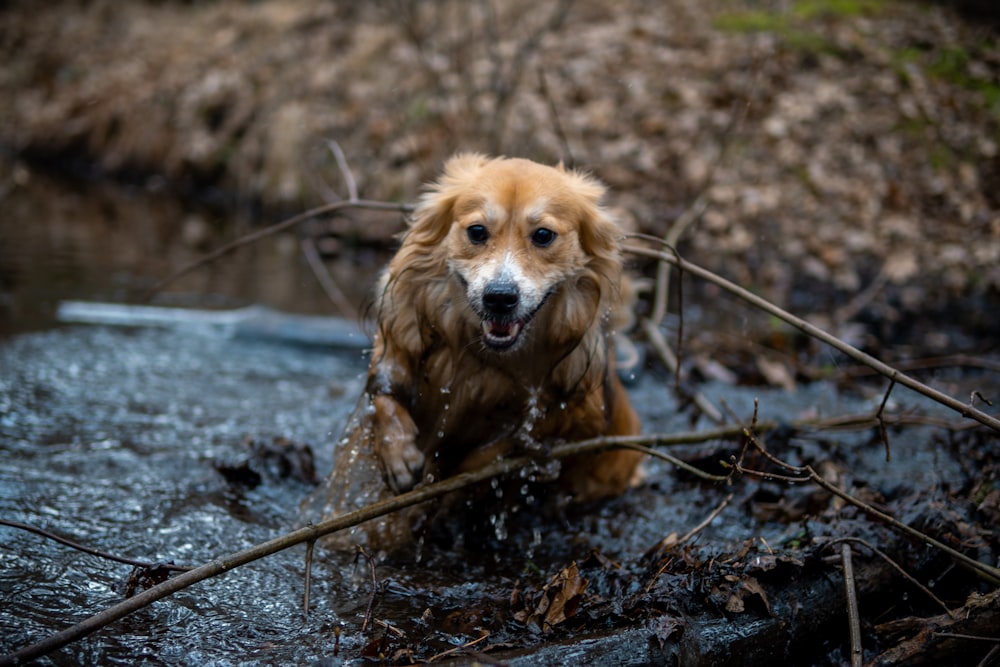 a dog is playing in the water in the woods