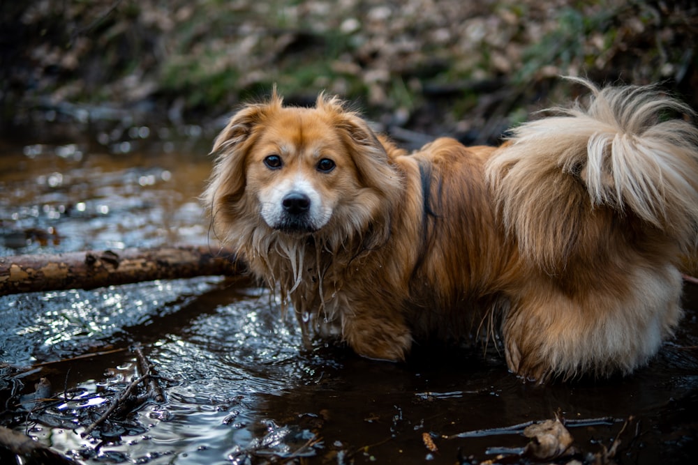 a brown and white dog standing in a stream