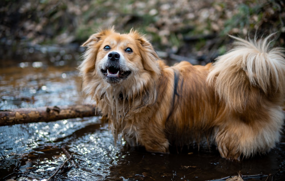 a brown dog standing in a river next to a log