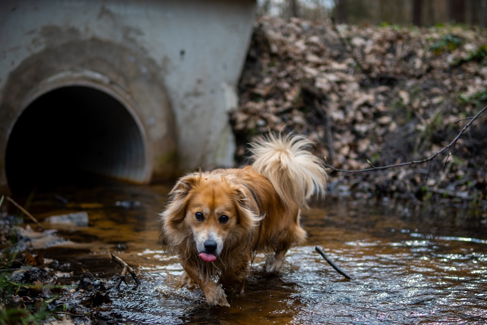 a dog is walking through a muddy stream