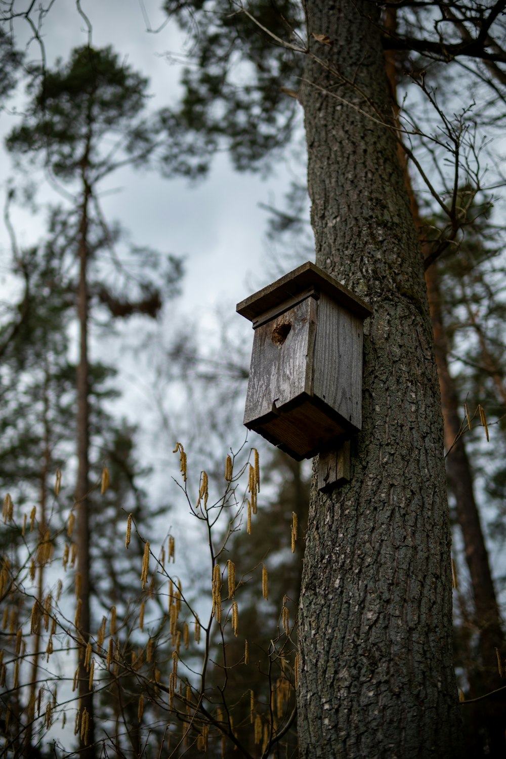 a birdhouse hanging from a tree in a forest