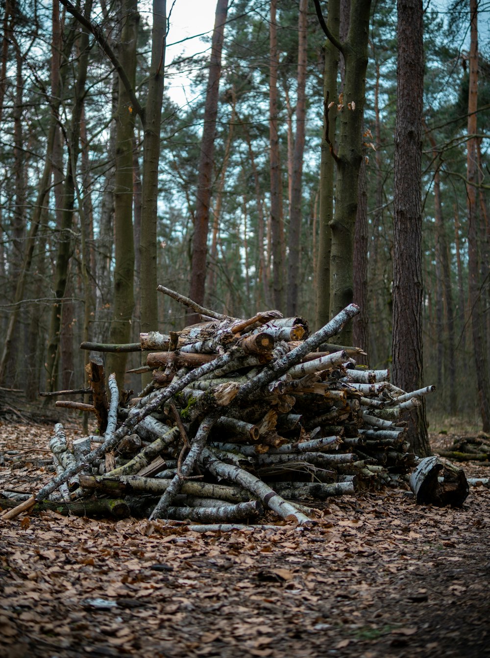 a pile of logs sitting in the middle of a forest