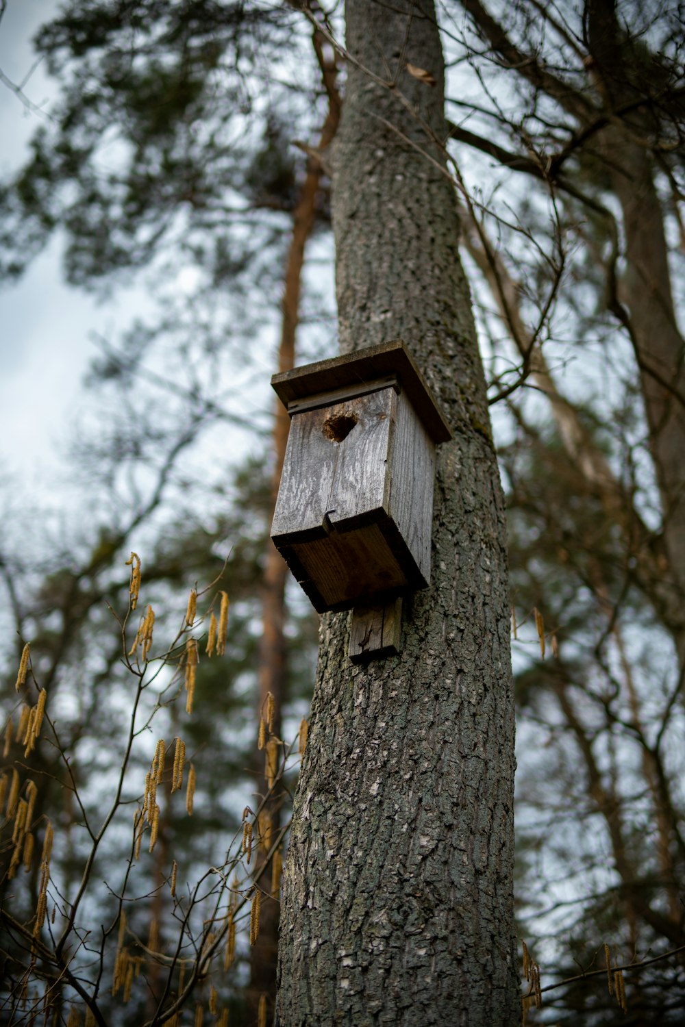 a birdhouse hanging from a tree in a forest