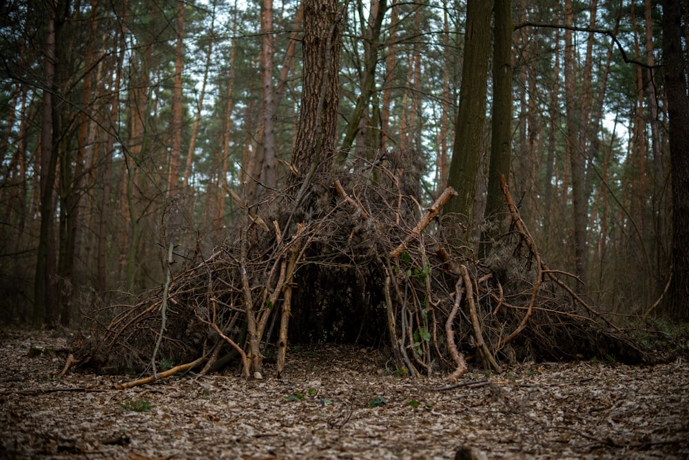 a pile of branches in the middle of a forest