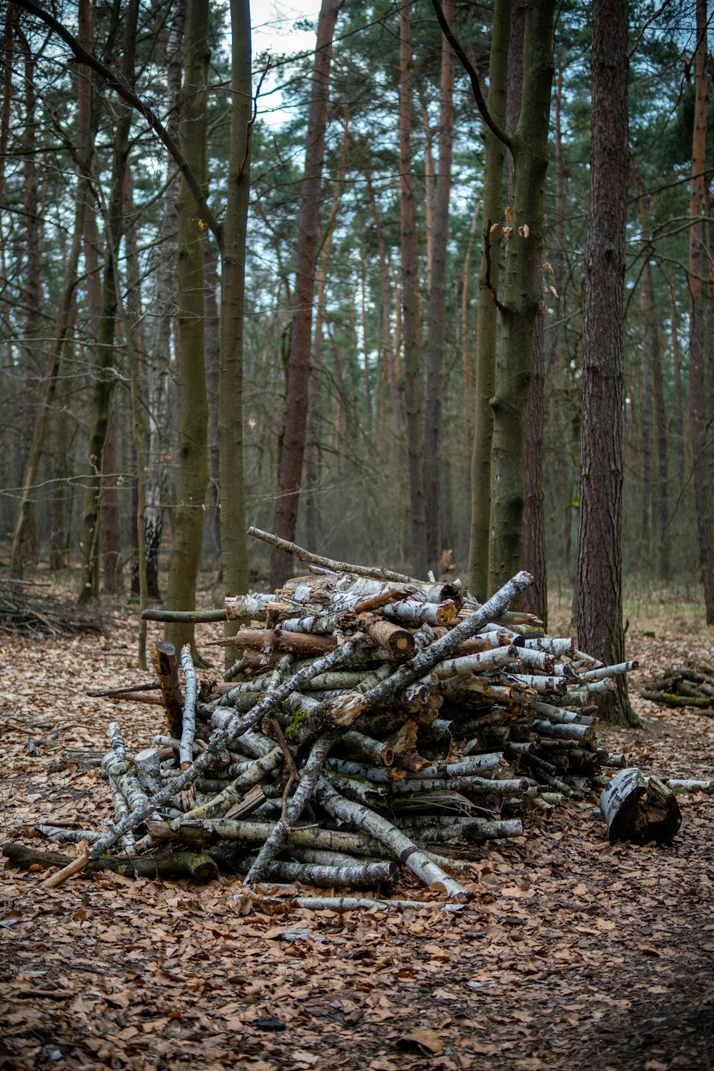 a pile of logs sitting in the middle of a forest