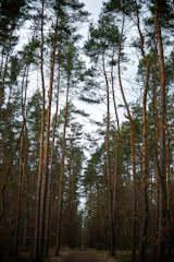 a dirt road in the middle of a forest