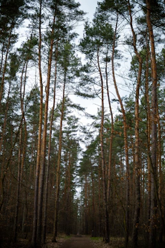 a dirt road in the middle of a forest