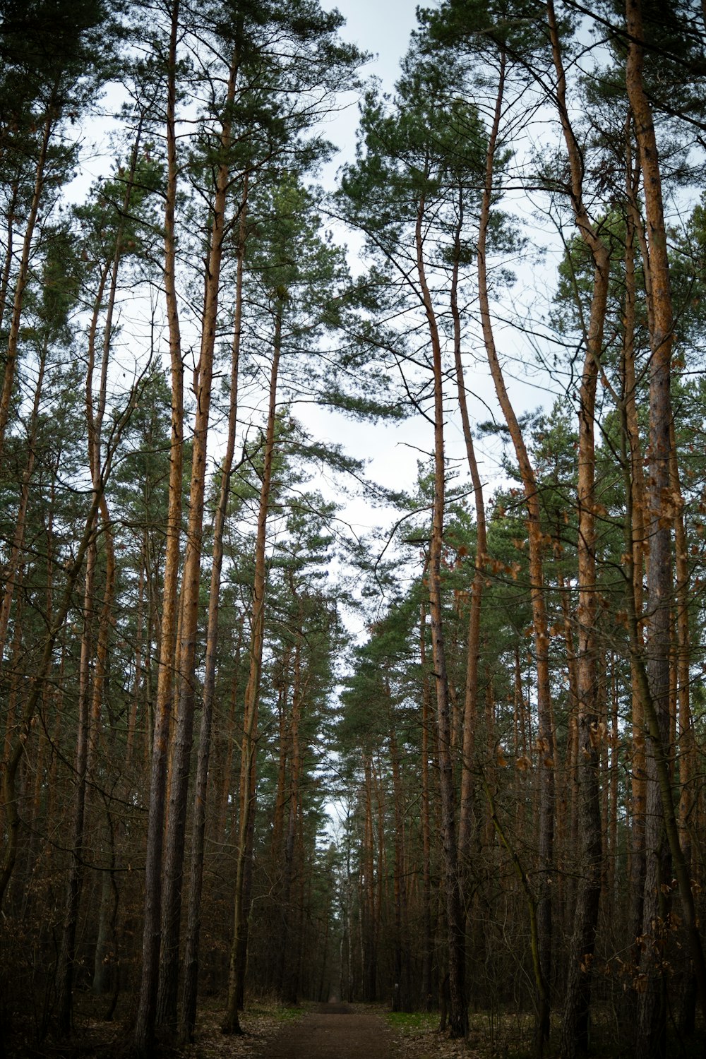 a dirt road in the middle of a forest