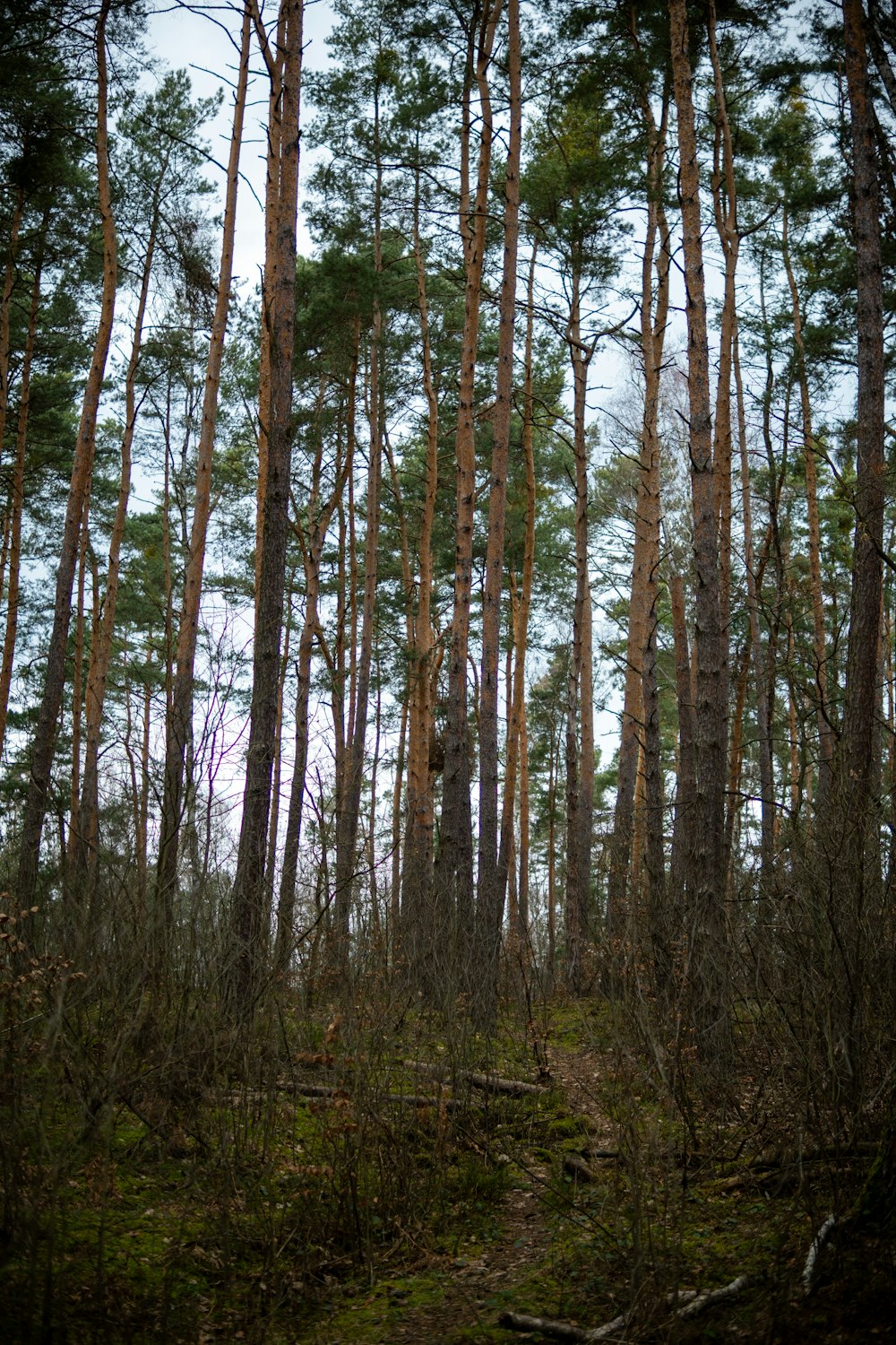 a forest filled with lots of tall trees