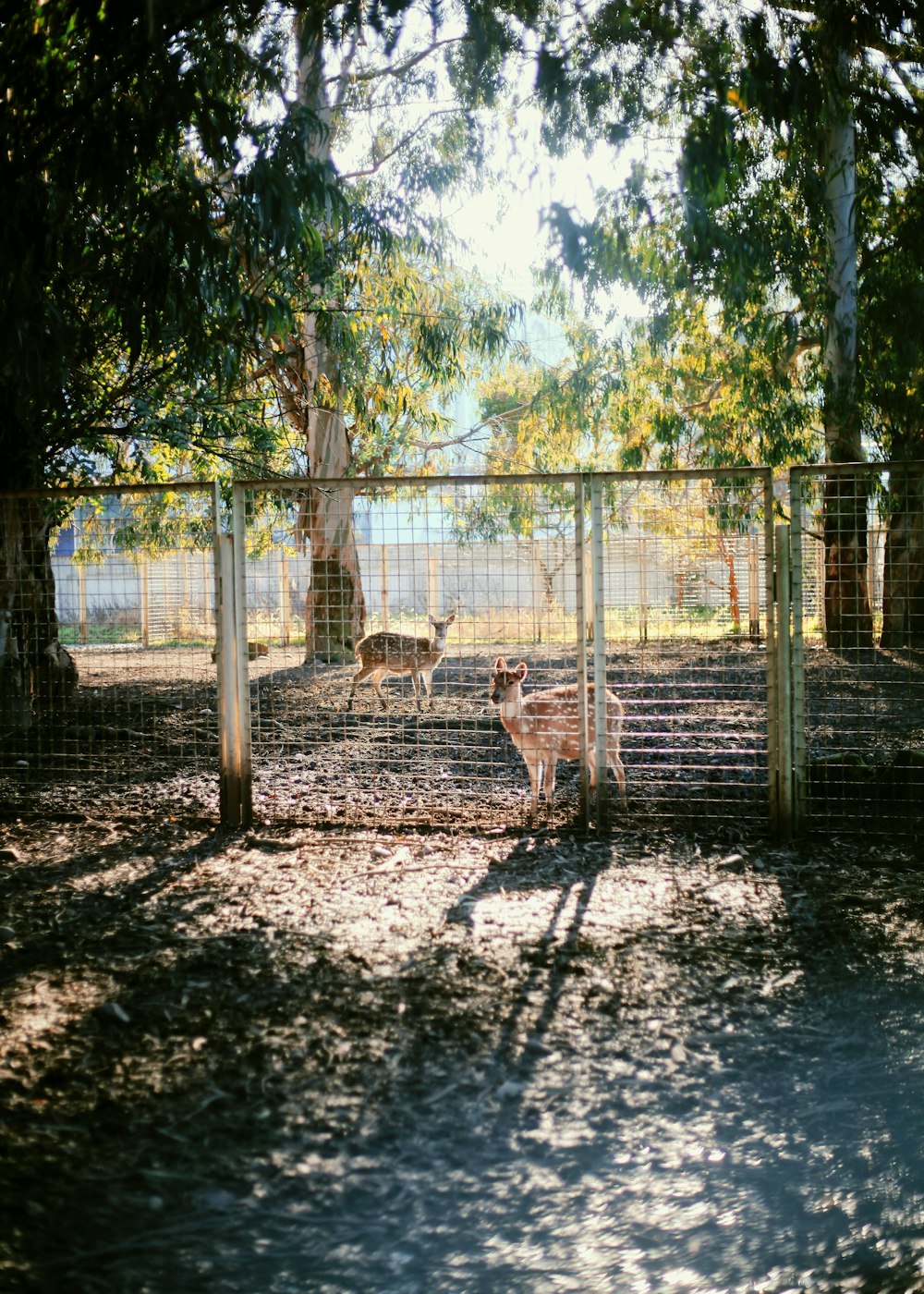 a couple of deer standing in a fenced in area