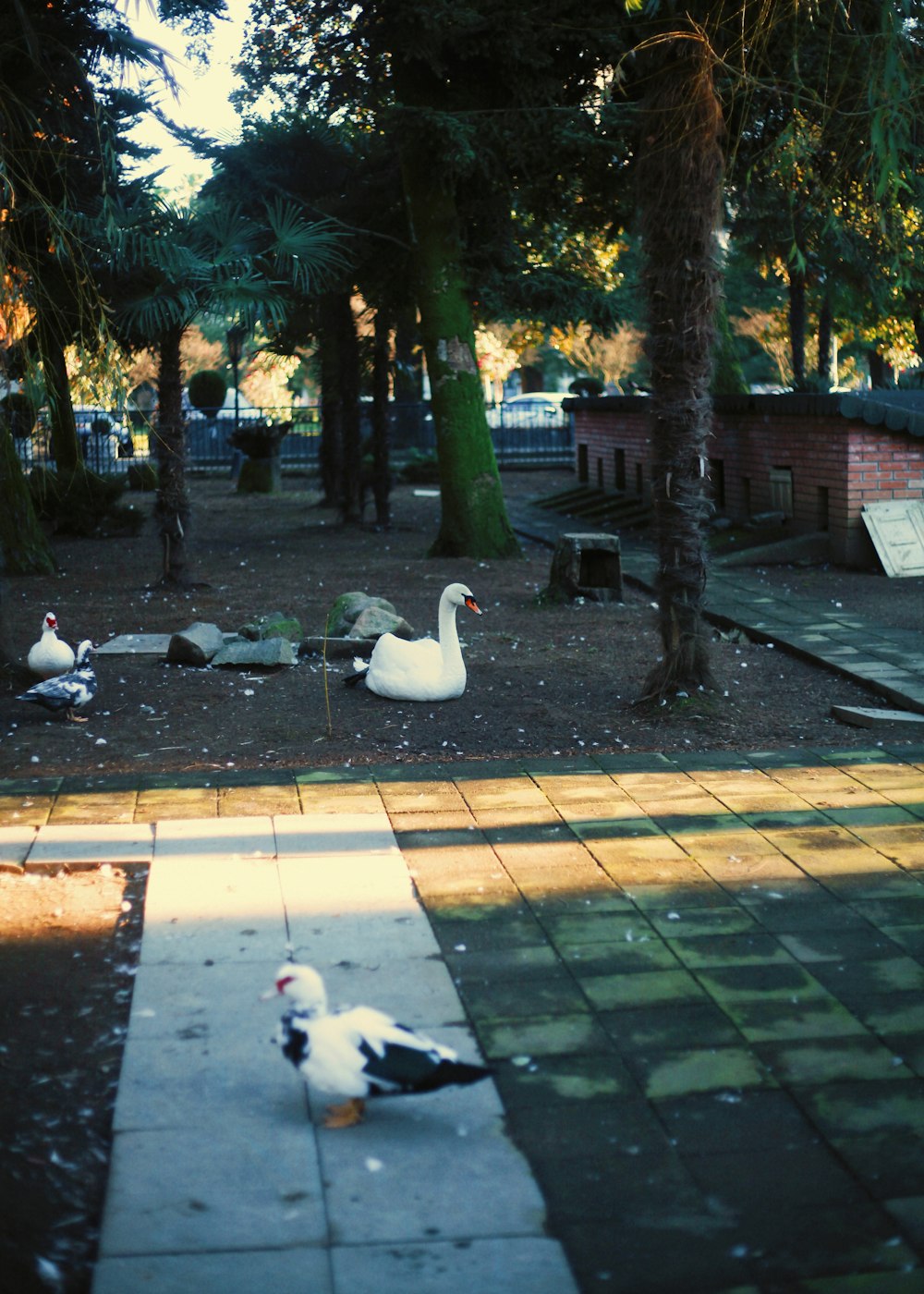 a group of ducks standing on top of a sidewalk