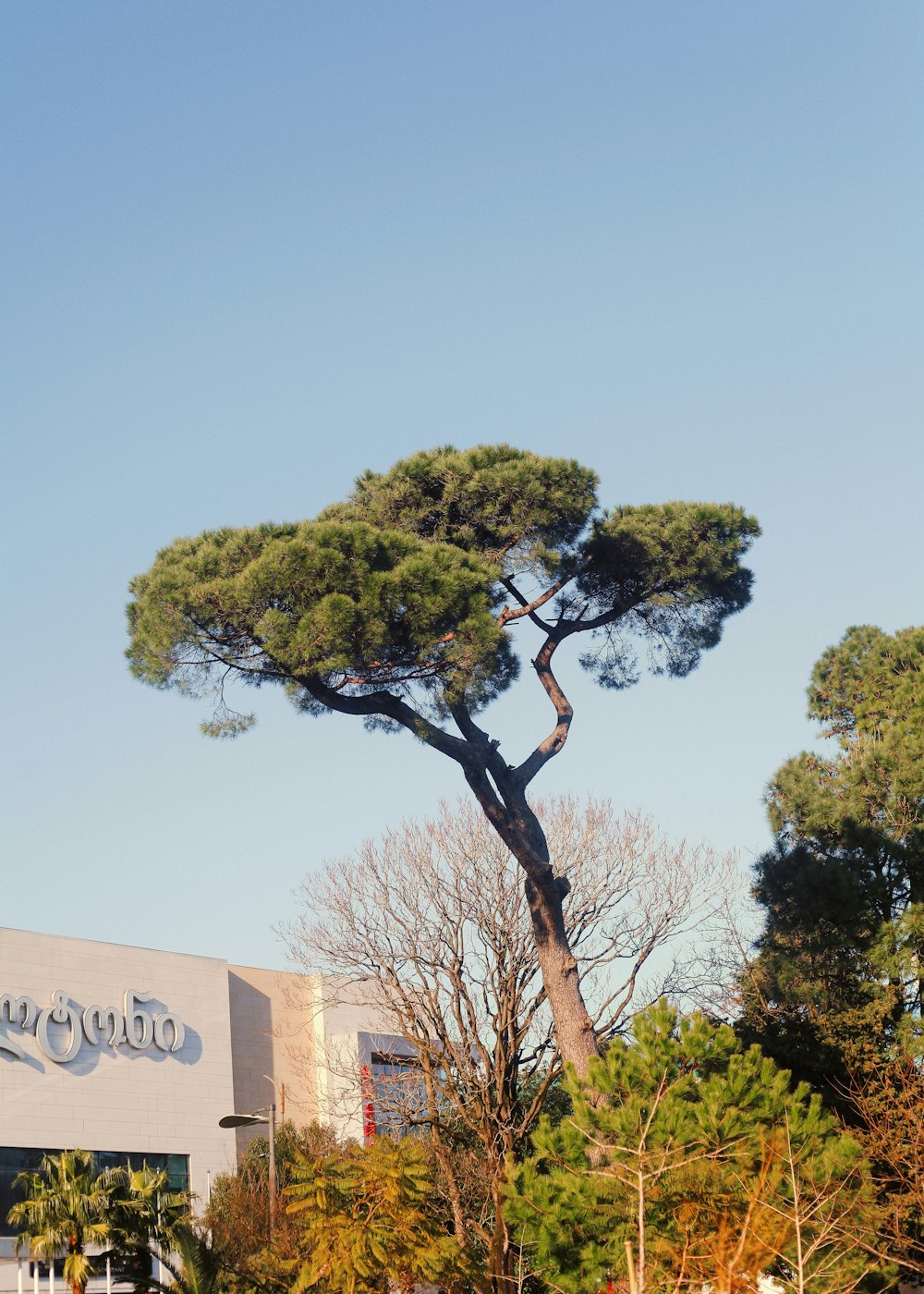 a tall pine tree sitting in front of a building