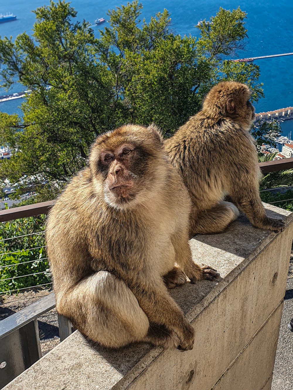a couple of monkeys sitting on top of a stone wall