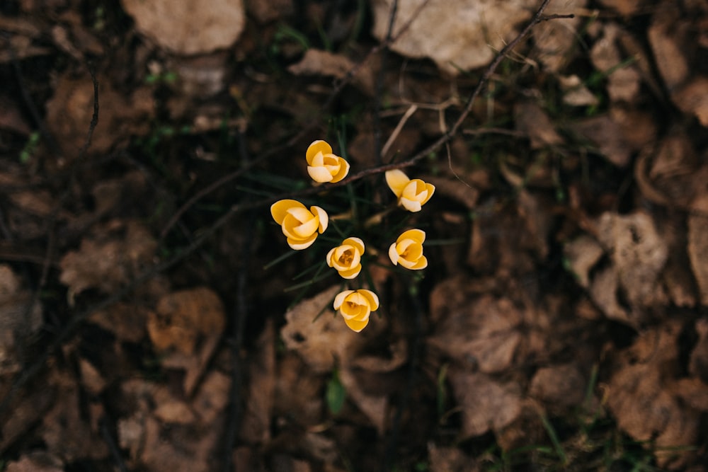 a group of yellow flowers sitting on top of a rocky ground