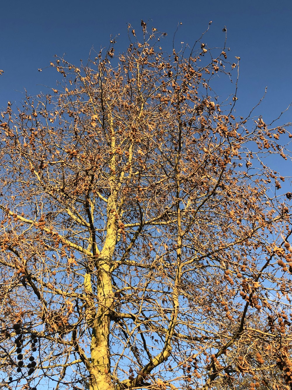 un árbol alto con muchas hojas