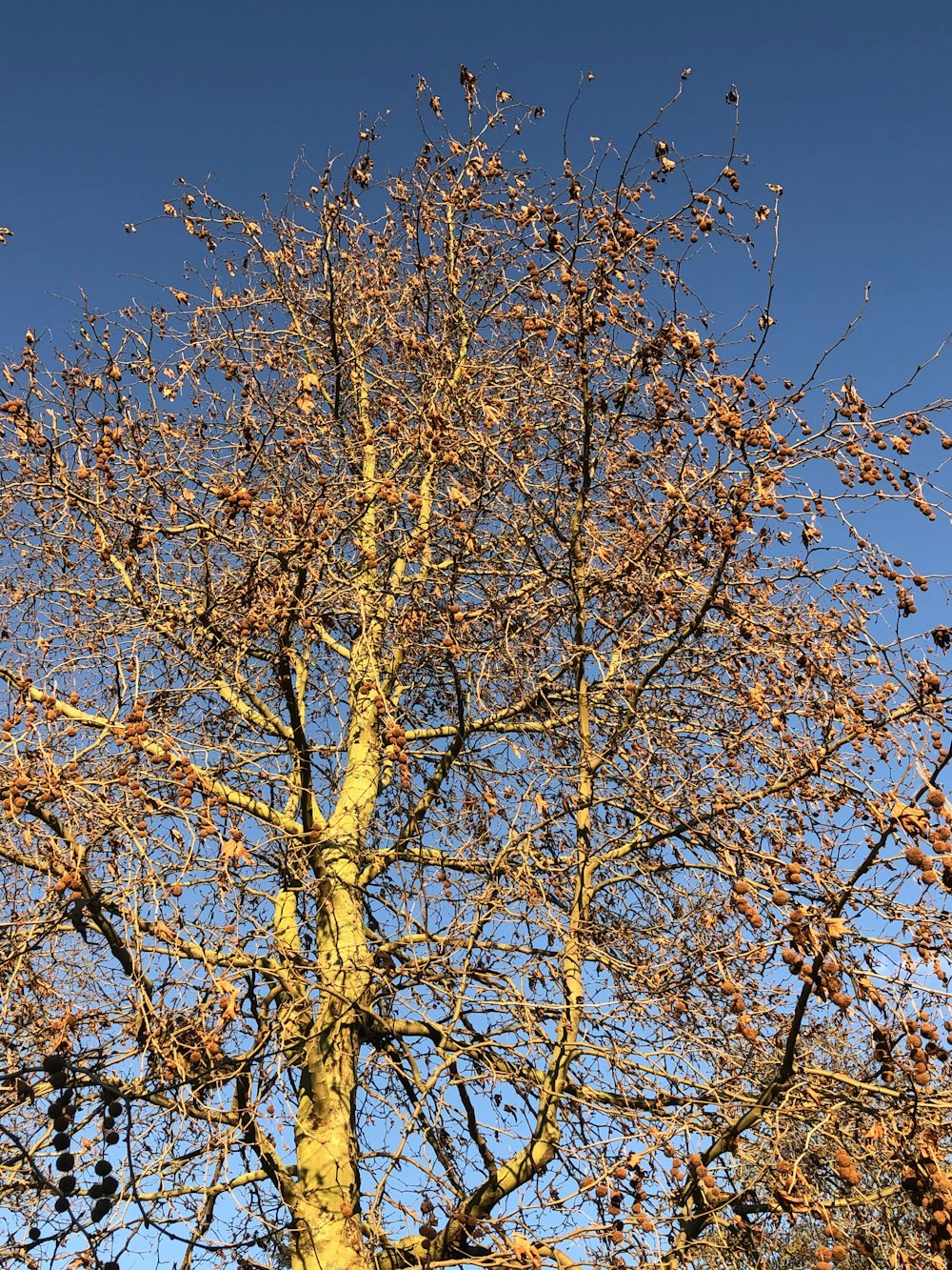 a tall tree with lots of leaves on it