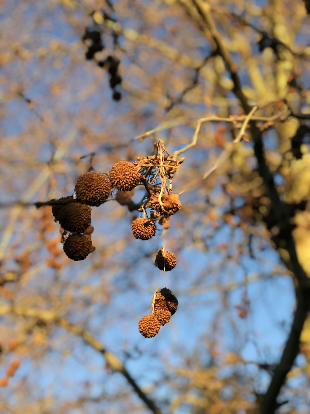 a close up of a tree with lots of leaves