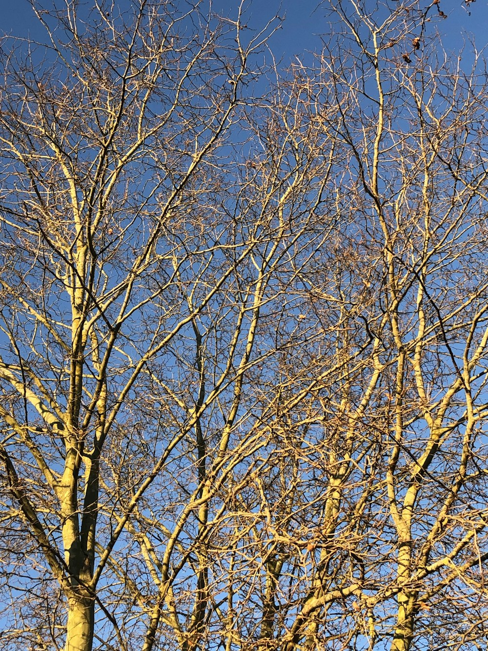 a tree with no leaves and a blue sky in the background