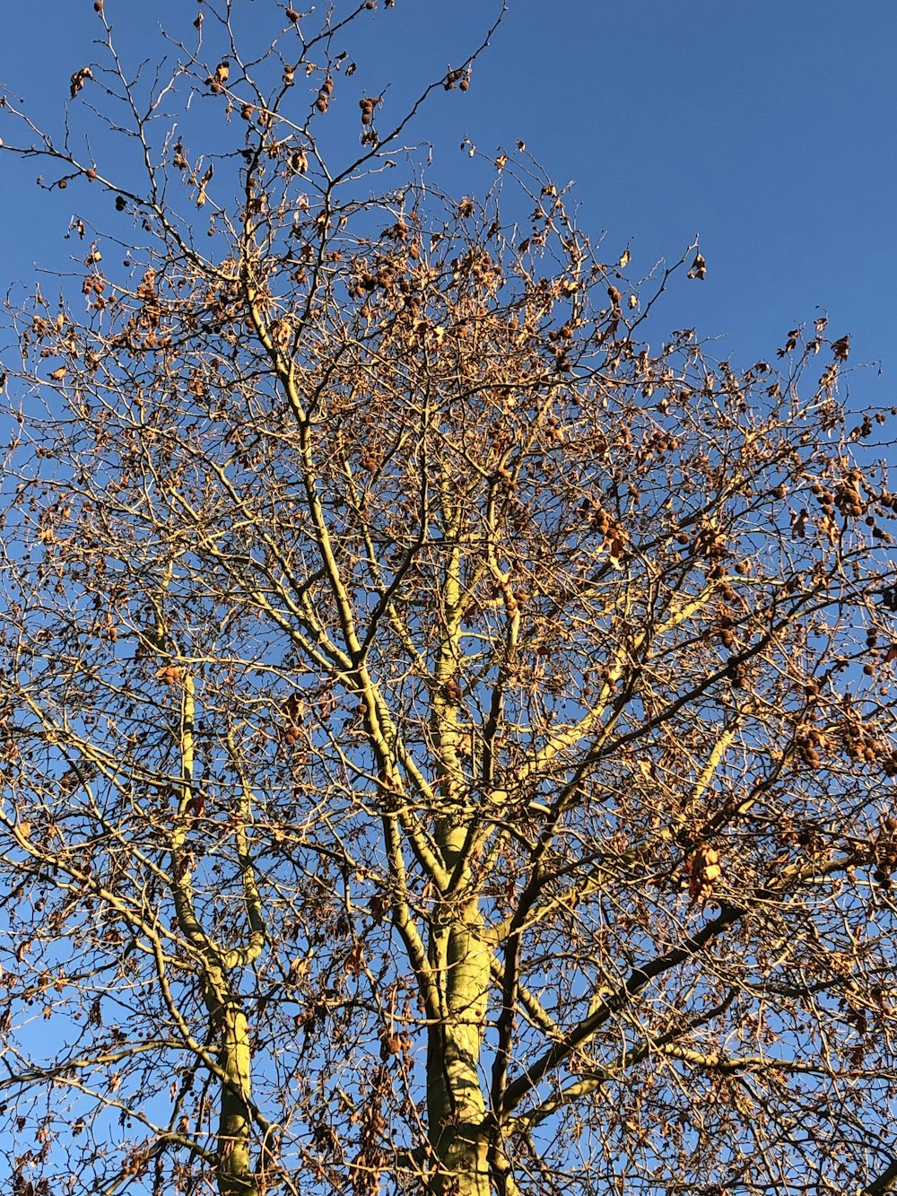 un árbol alto con muchas hojas
