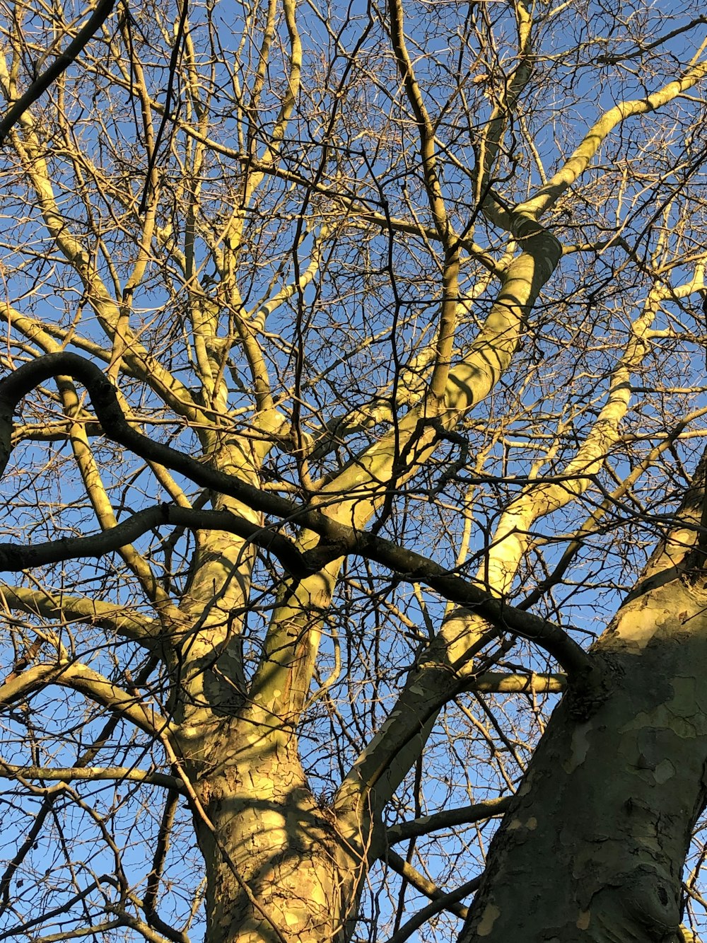 a tree with no leaves and no leaves on it