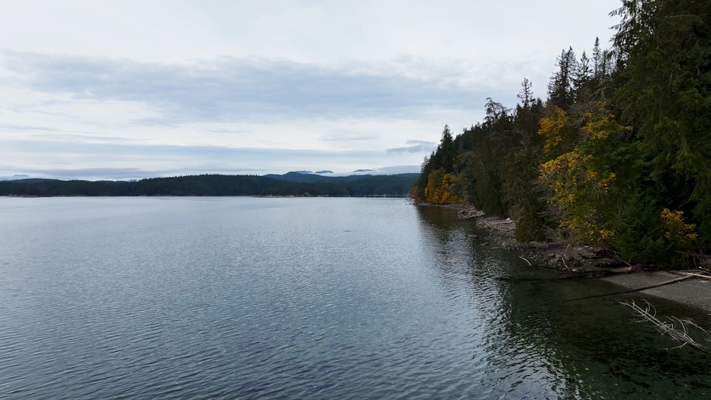 a large body of water surrounded by trees