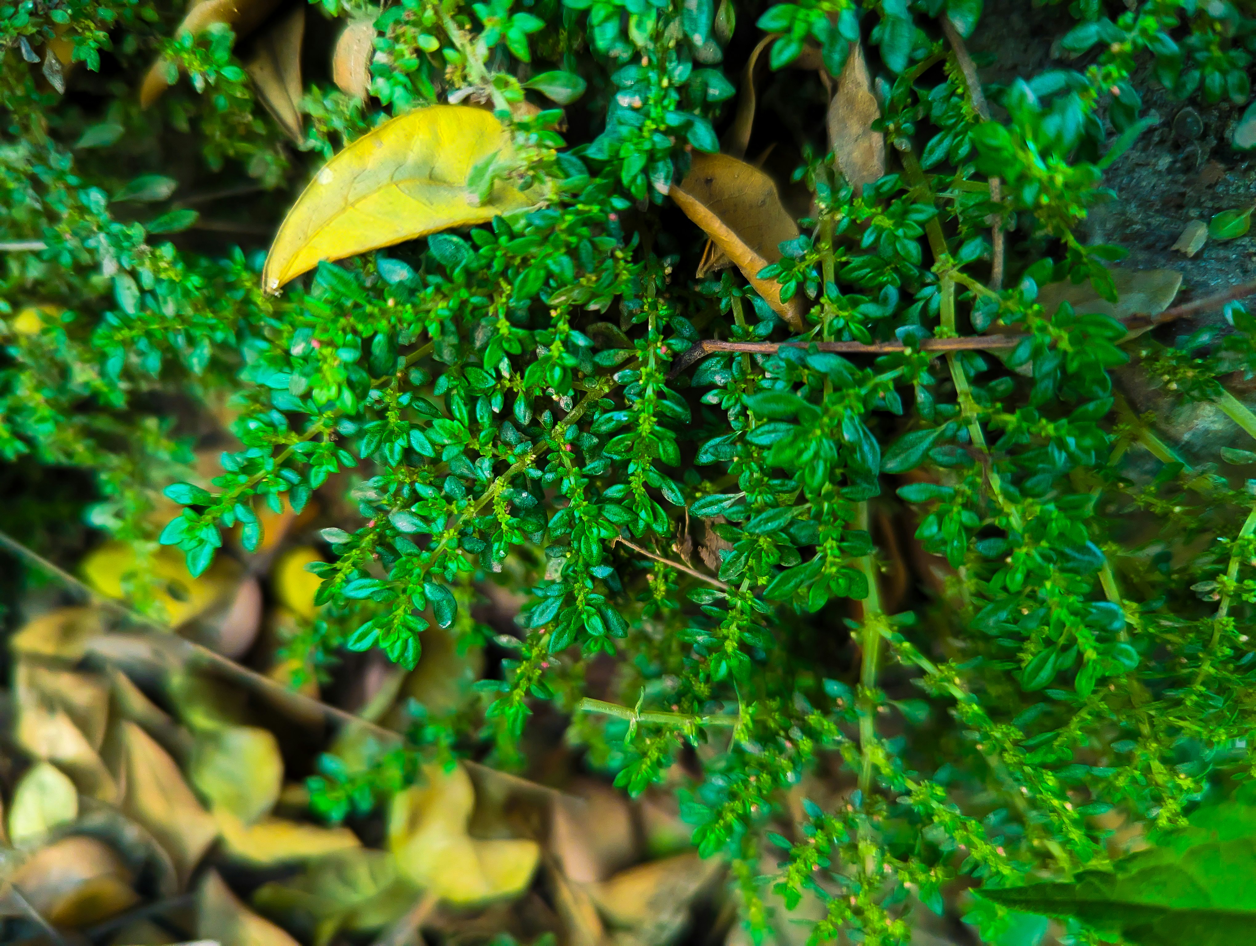 Photo by mdshihabkhan