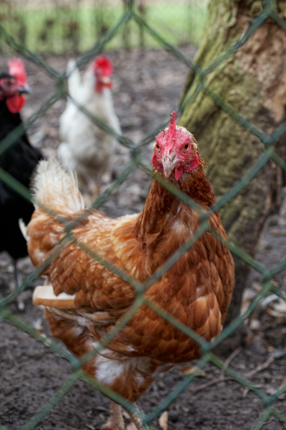 a group of chickens standing next to a tree