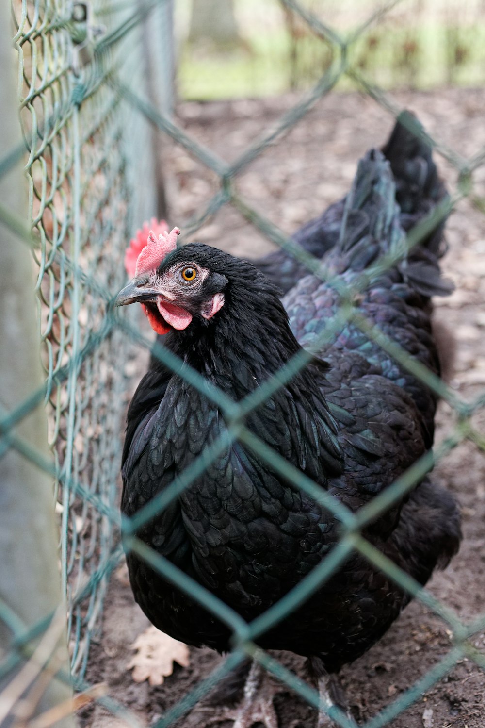 un poulet noir avec une crête rouge debout derrière une clôture à mailles losangées
