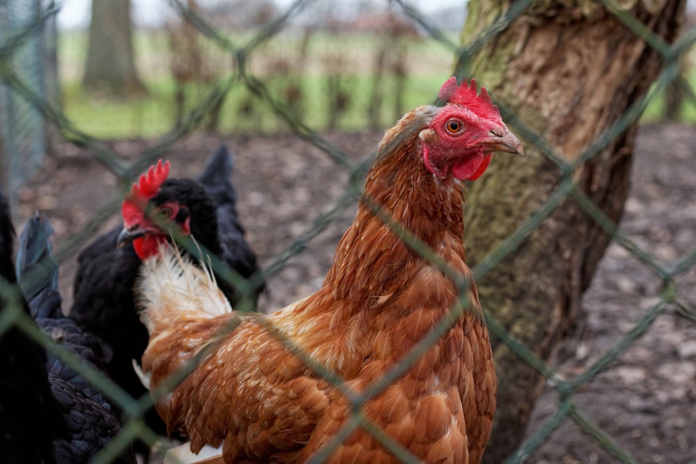 un groupe de poulets debout à côté d’un arbre