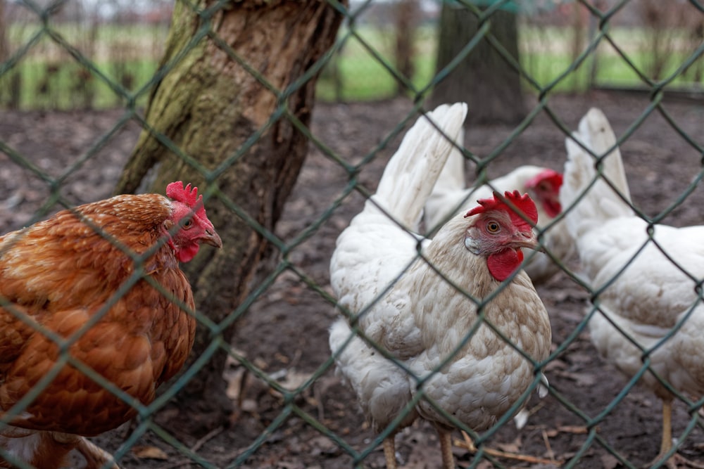 un groupe de poulets debout à côté d’un arbre