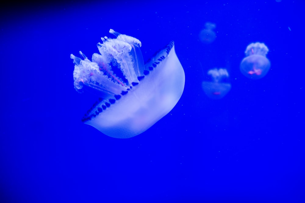 a group of jellyfish swimming in an aquarium