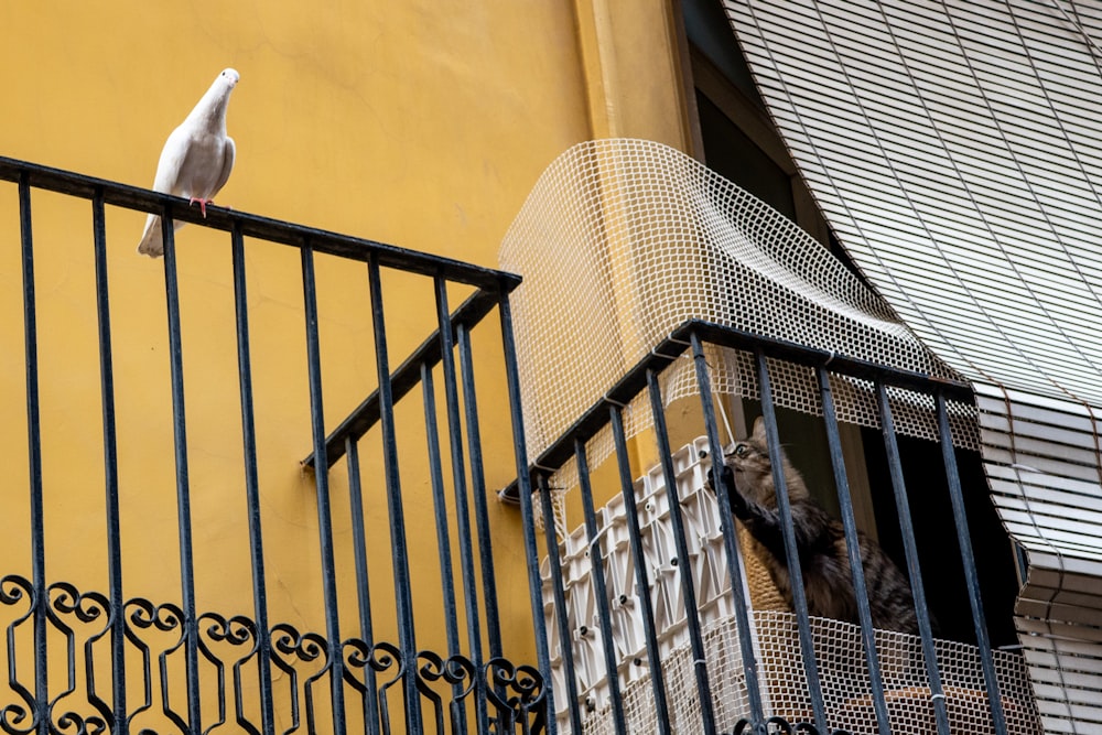 a white bird sitting on top of a balcony next to a cage