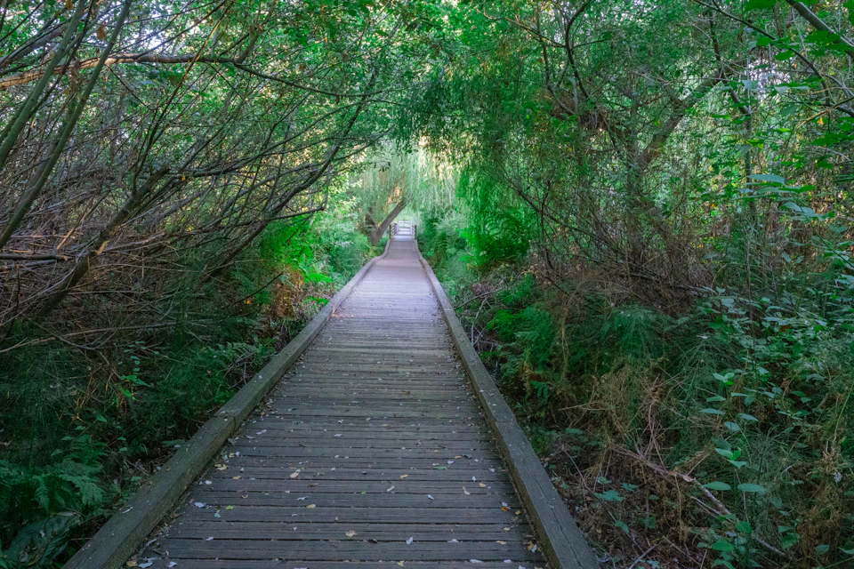 Dark wooden boardwalk winds through a lush green forest with trees forming an archway overhead