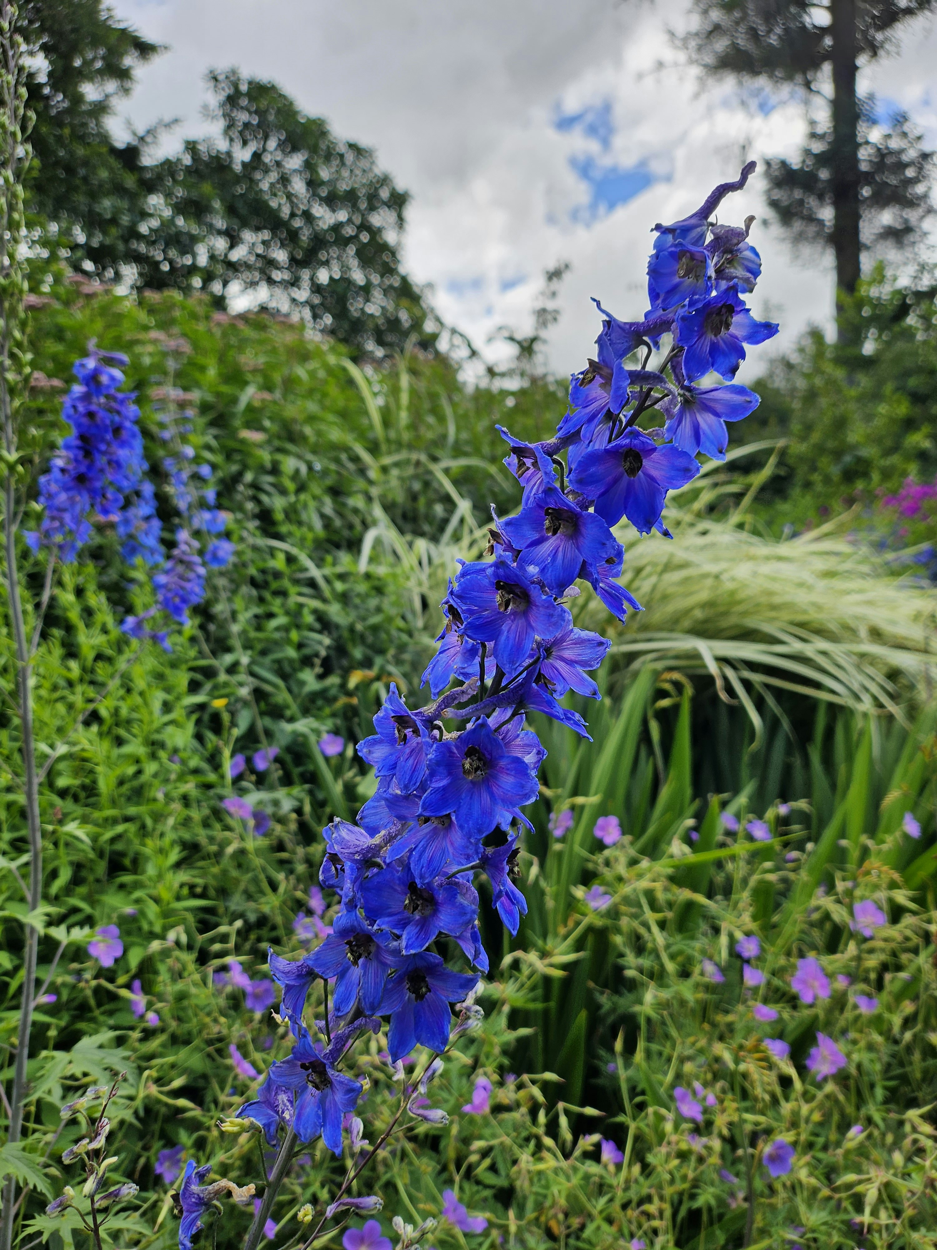 A tall blue flower in a field of flowers photo – Free Flower Image on ...