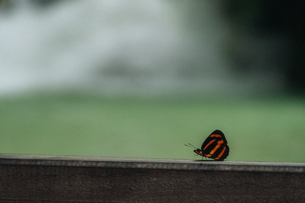 a butterfly sitting on top of a wooden fence