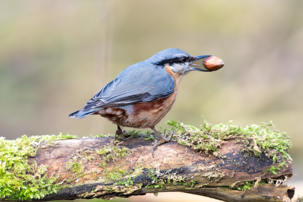 a blue bird with a piece of wood in its mouth