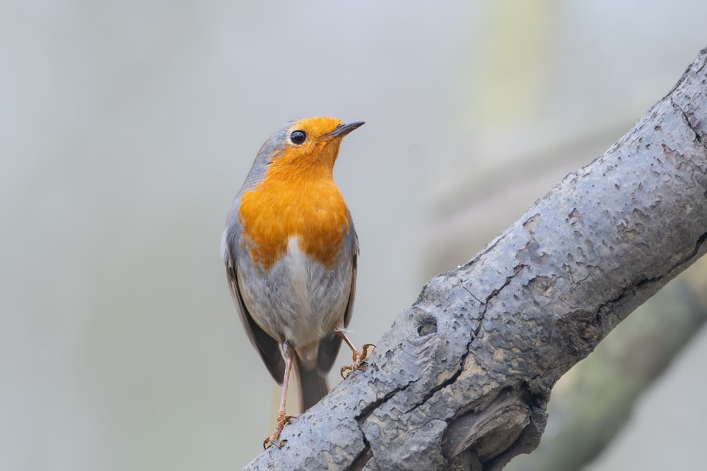 a close up of a bird on a tree branch